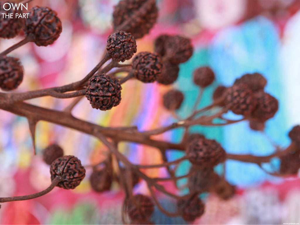 Rudraksh: The New Fashion Statement